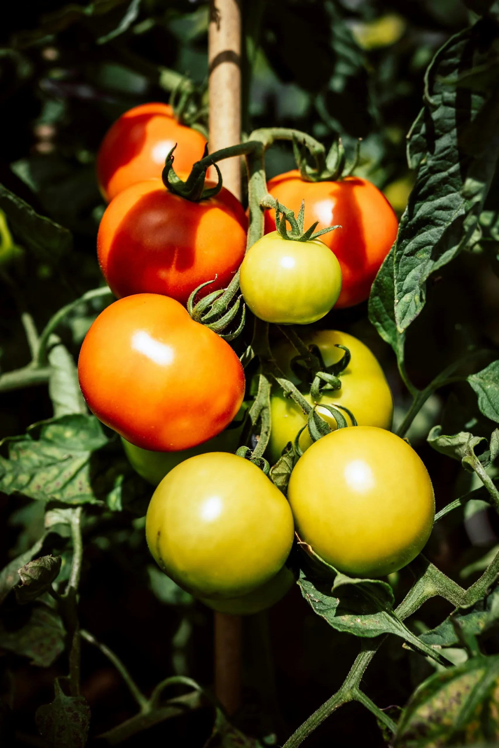 Burney Traders orchards